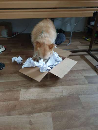 DIY Spiele & Training für Zuhause-Beitrag-Bild