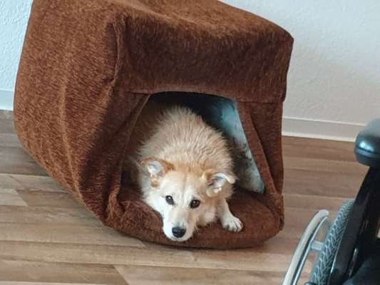 Selbst gemachte Hundebetten-Beitrag-Bild