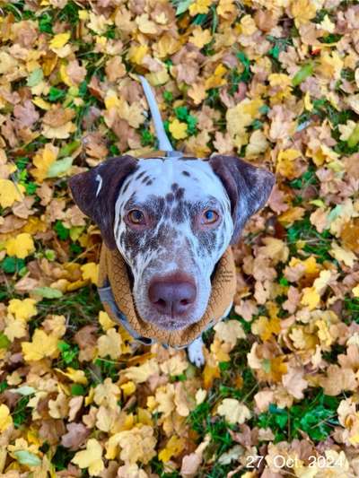 Hundetreffen-Hundetreffen-Bild