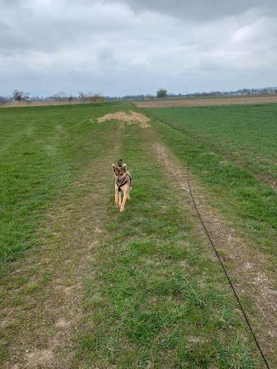 Fotochallenge No. 26                                     Wald und Wiese-Beitrag-Bild