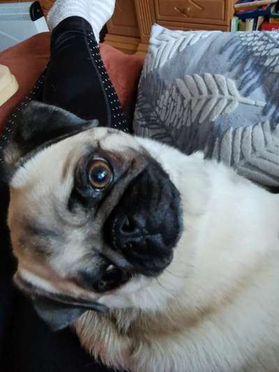 Rhodesian Ridgeback-Beitrag-Bild