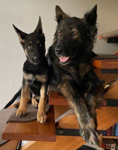 Alles rund um den Schäferhund, diskutieren erwünscht.-Beitrag-Bild