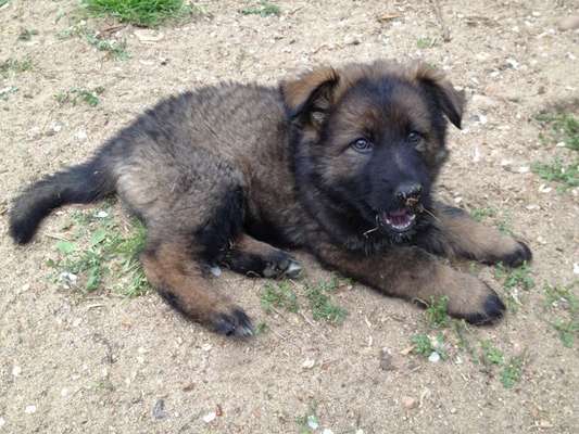 Alles rund um den Schäferhund, diskutieren erwünscht.-Beitrag-Bild