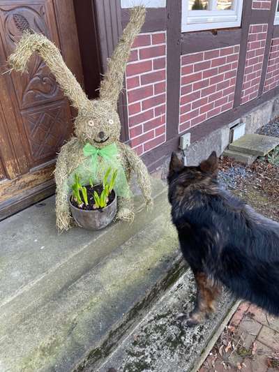 Alles rund um den Schäferhund, diskutieren erwünscht.-Beitrag-Bild