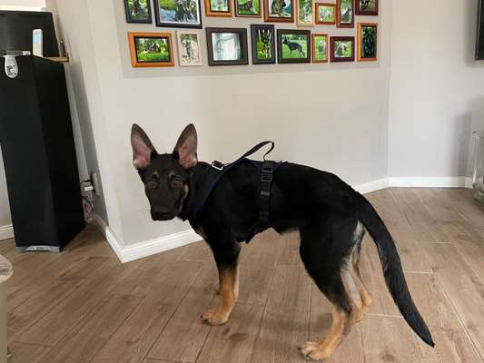 Alles rund um den Schäferhund, diskutieren erwünscht.-Beitrag-Bild