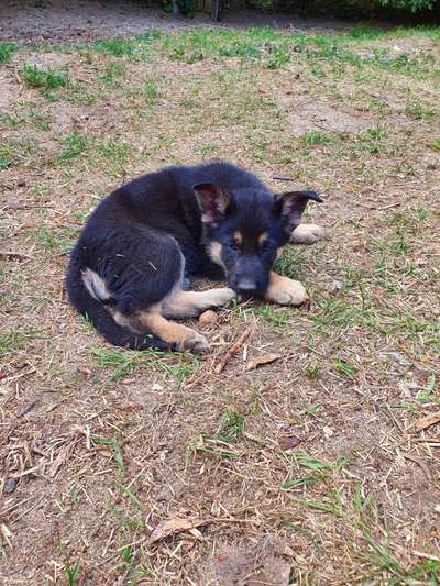 Alles rund um den Schäferhund, diskutieren erwünscht.-Beitrag-Bild