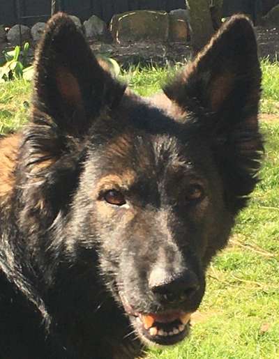 Schäferhund-Beitrag-Bild