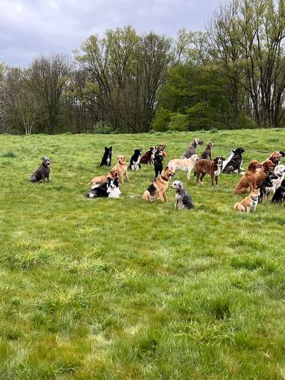 Hundetreffen-Spaziergang am Unterbacher See-Bild