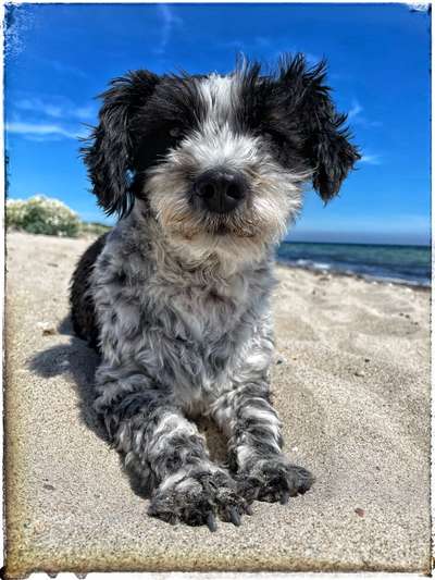 Hunde aus Griechenland-Beitrag-Bild