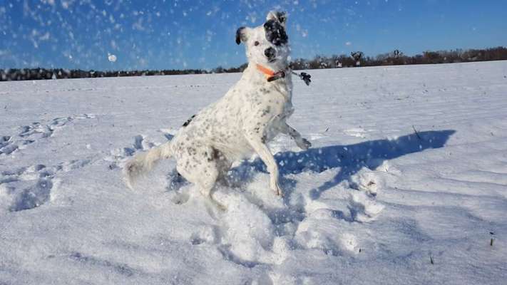 Dogorama Photo Challenge - Winterstimmung-Beitrag-Bild