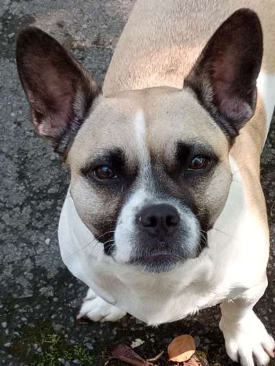 CHALLENGE NR. 19 - Der Hundeblick-Beitrag-Bild