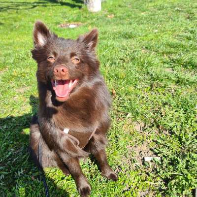 Zeichnungen Eurer Hunde !?-Beitrag-Bild