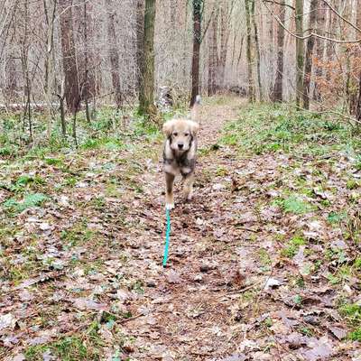 Hundetreffen-Spaziergänge gesucht-Bild
