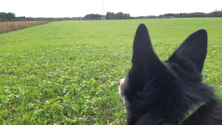 Juckreiz und Magenprobleme - noch Ideen?-Beitrag-Bild