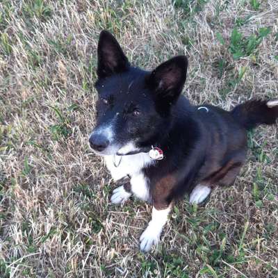 Seltene Rassen!-Beitrag-Bild