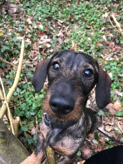 Hundetreffen-DACKEL SPAZIERGANG-Bild