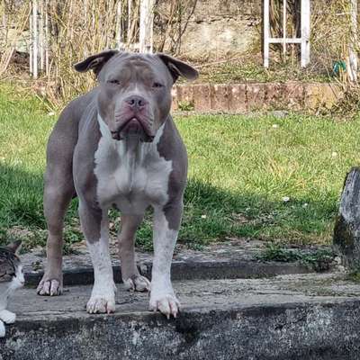 Hundetreffen-Suche jmd zu spielen für mein pocket bully Wilma-Bild