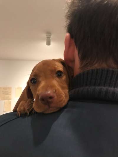 Dackelblick-Beitrag-Bild