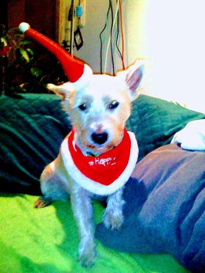 Dein Hund im Dogorama-Kalender 2021-Beitrag-Bild