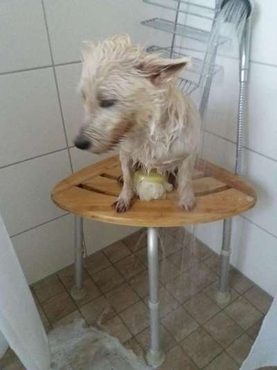 Dein Hund im Dogorama-Kalender 2021-Beitrag-Bild