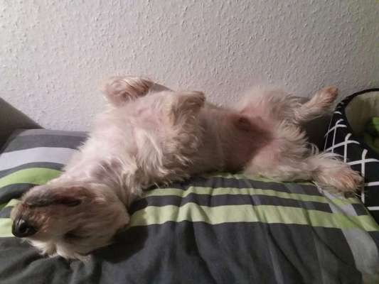 Dein Hund im Dogorama-Kalender 2021-Beitrag-Bild