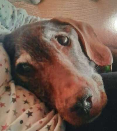 Dein Hund im Dogorama-Kalender 2021-Beitrag-Bild