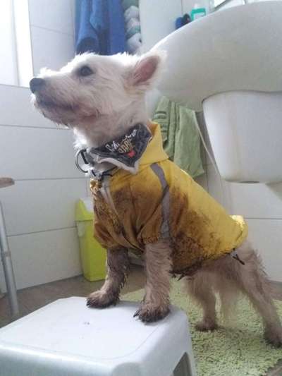 Dein Hund im Dogorama-Kalender 2021-Beitrag-Bild