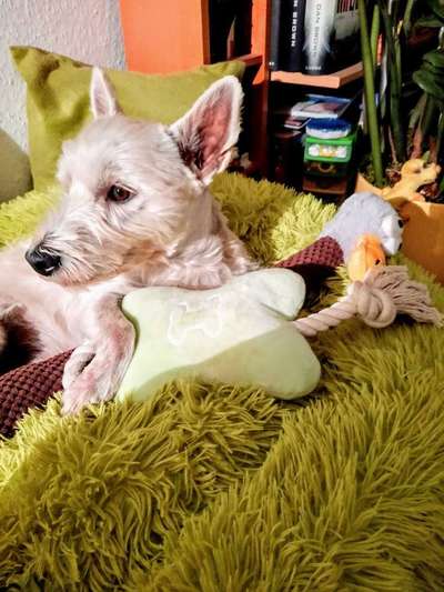 Dein Hund im Dogorama-Kalender 2021-Beitrag-Bild