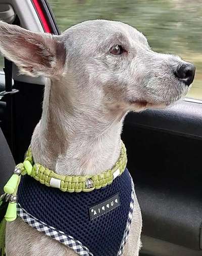 Dein Hund im Dogorama-Kalender 2021-Beitrag-Bild