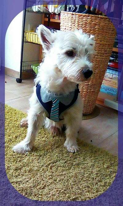 Dein Hund im Dogorama-Kalender 2021-Beitrag-Bild