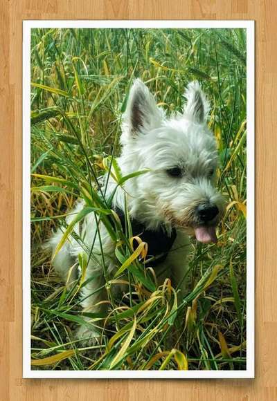 Dein Hund im Dogorama-Kalender 2021-Beitrag-Bild