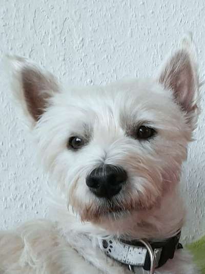 Dein Hund im Dogorama-Kalender 2021-Beitrag-Bild