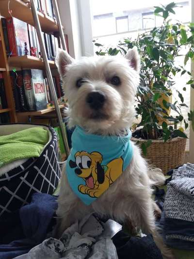 Dein Hund im Dogorama-Kalender 2021-Beitrag-Bild