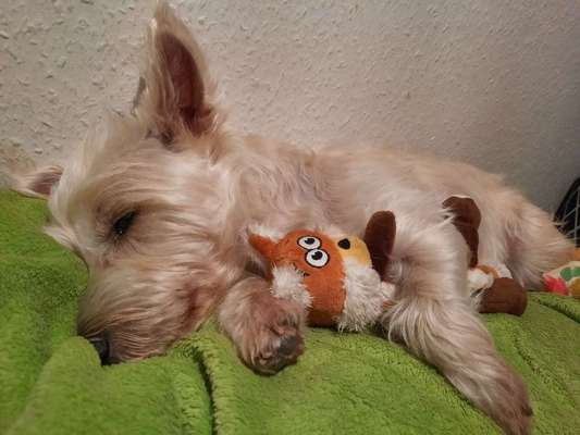 Die unbequemsten und lustigsten Schlafpositionen-Beitrag-Bild