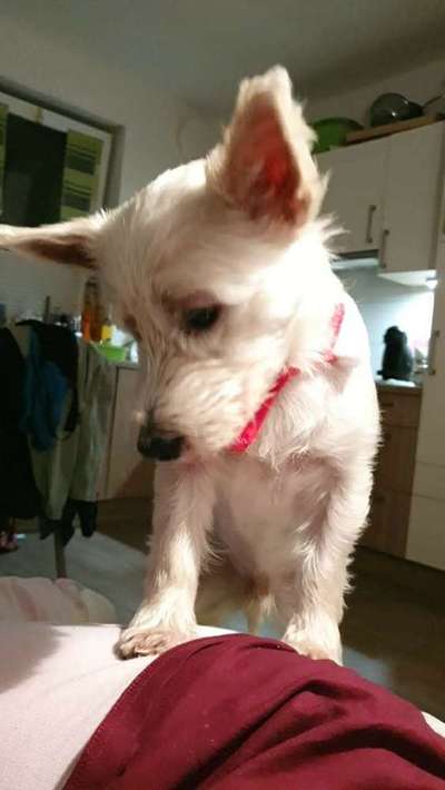 Dein Hund im Dogorama-Kalender 2021-Beitrag-Bild