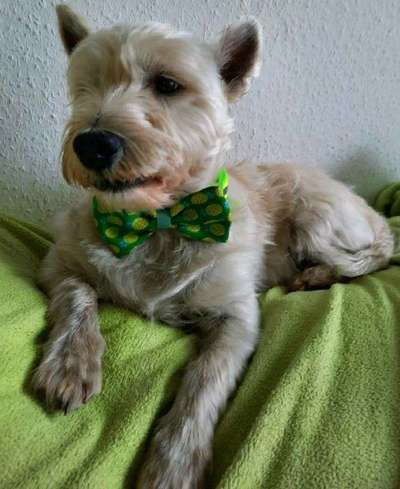 Dein Hund im Dogorama-Kalender 2021-Beitrag-Bild