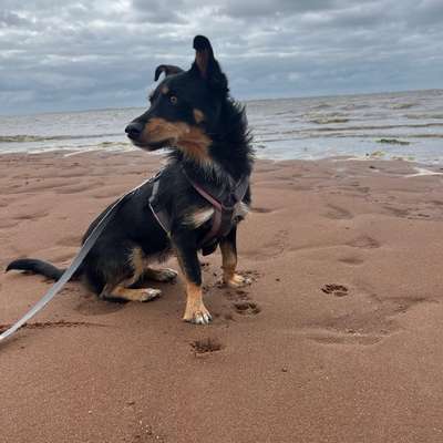 Hundetreffen-Gassipartner/ Playdate-Bild