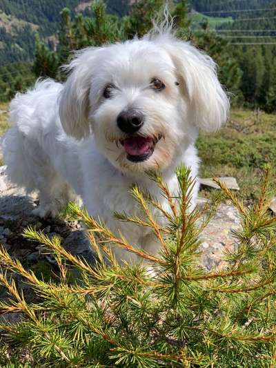 Dogorama Photo Challenge - Einmal lächeln bitte-Beitrag-Bild