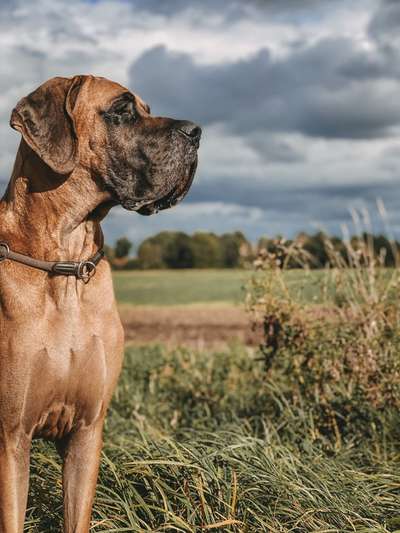 Deutsche Doggen Besitzer zeigt euch-Beitrag-Bild