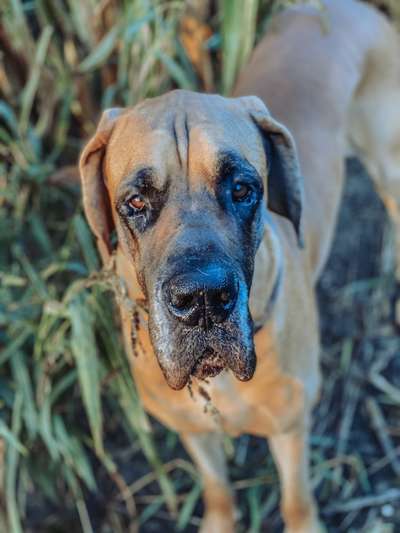 Hundetreffen-Gassi- und Spielrunde-Bild