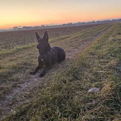 Hundetreffen-Spiel- Und Gassirunden-Bild