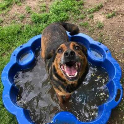 Hundetreffen-Spielpartner in Delmenhorst/Umgebung-Bild