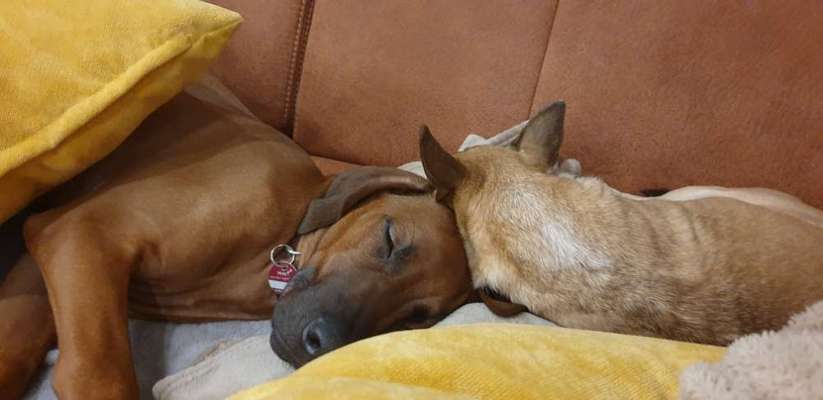 Rhodesian Ridgeback-Beitrag-Bild