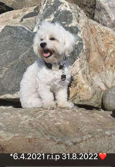 Unsere Fellnasen im Regenbogenland-Beitrag-Bild