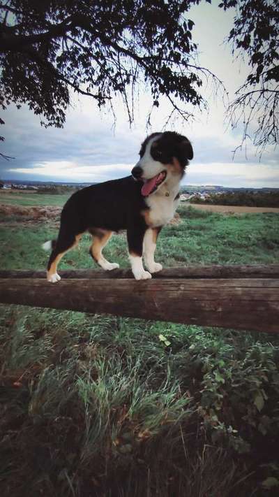 Hundetreffen-Treffen mit Australian Shepherd-Bild