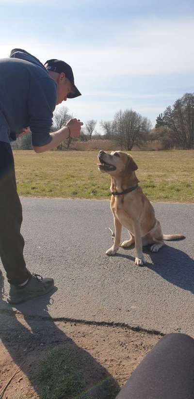 Hundetreffen-Gassifreunde gesucht-Bild