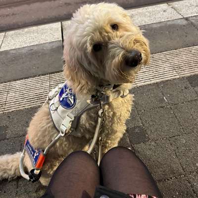 Hundetreffen-Spiel- & Gassifreunde gesucht!-Bild