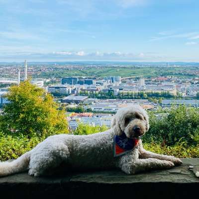 Hundetreffen-Spielgefährten & Gassifreunde gesucht!-Bild