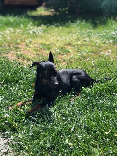 Hundetreffen-Spielrunde unter kleinen Hunden (zur Sozialisierung)-Bild