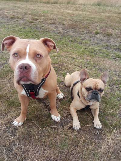 Französische Bulldoggen-Beitrag-Bild